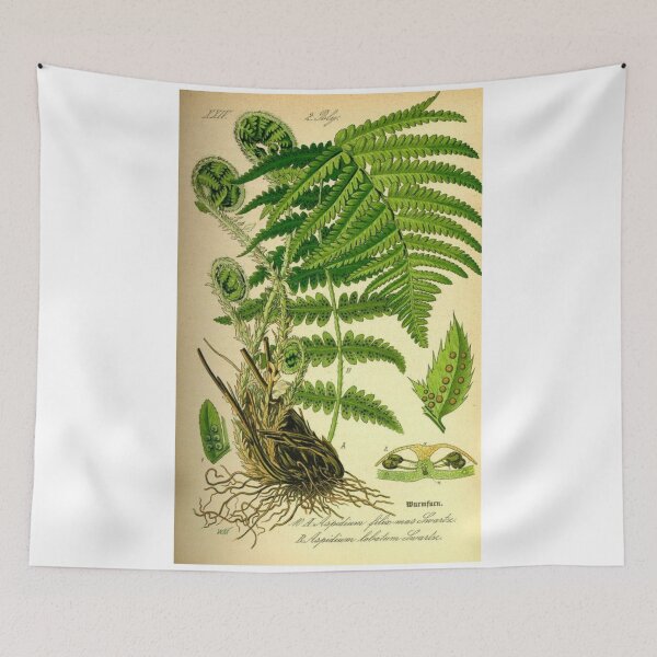 Item preview, Order Cyatheales designed and sold by PatronesKawai.
