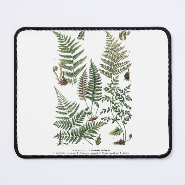 Item preview, Order Cyatheales designed and sold by PatronesKawai.