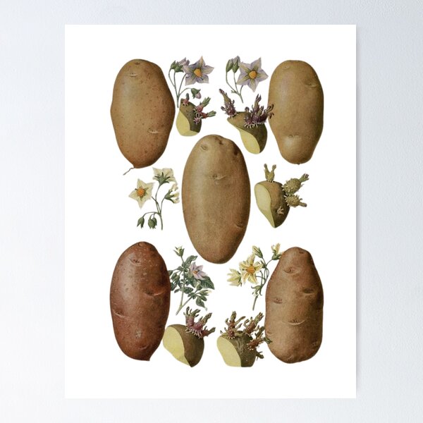 Item preview, Flowers of Solanum tuberosum (potato-potato) designed and sold by PatronesKawai.
