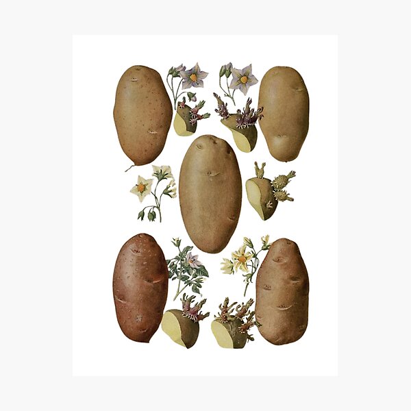 Item preview, Flowers of Solanum tuberosum (potato-potato) designed and sold by PatronesKawai.