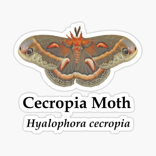 Cecropia Moth Sticker » Pip & Cricket