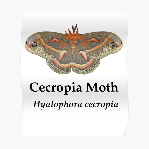 Cecropia Moth - Black Lettering Poster