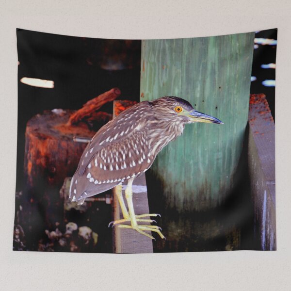 Item preview,  Juvenile Yellow Crowned Night Heron designed and sold by Savannah Gibbs.