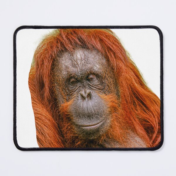 Item preview,  Orangutan me sleeping No not me! designed and sold by Dalyndigital Photography.