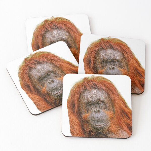 Item preview,  Orangutan me sleeping No not me! designed and sold by Dalyndigital Photography.