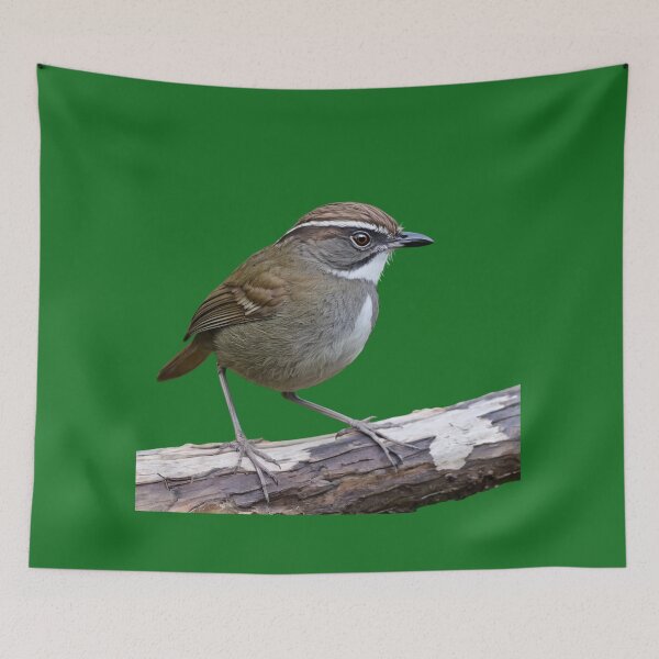 Item preview, Rufous Scrub Bird of Australia designed and sold by laguitan10.