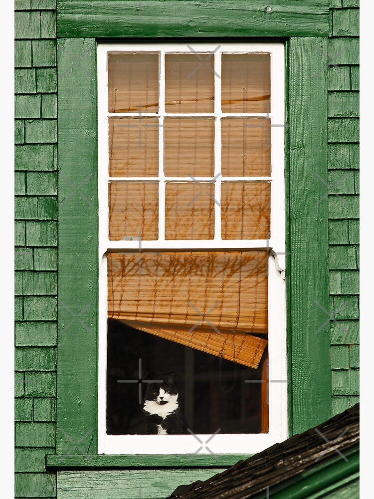 Thumbnail 2 of 2, Postcard, Cat in the window designed and sold by MaluC.