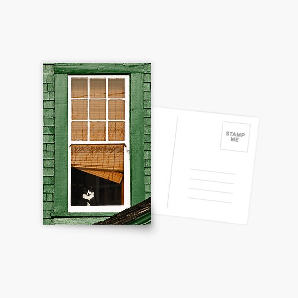 Cat in the window Postcard
