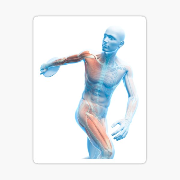 Aperçu de l'œuvre Musculature masculine, dessin (F008/2409) créée et vendue par SciencePhoto.