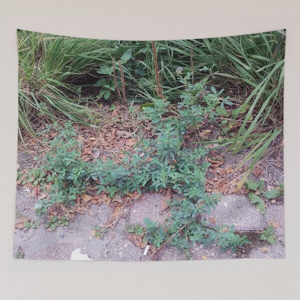 Item preview, Creeping Plant in Cobblestone designed and sold by Spaghetti13.