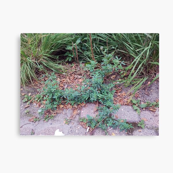Item preview, Creeping Plant in Cobblestone designed and sold by Spaghetti13.