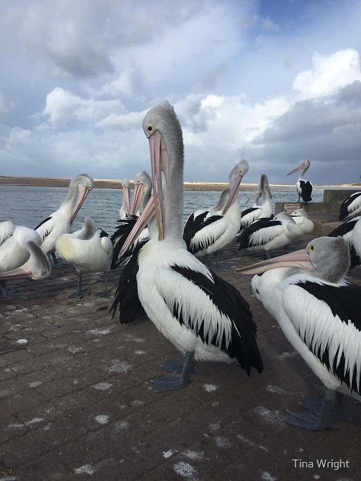 "Pelicans at The Entrance NSW Australia" by Tina Wright | Redbubble