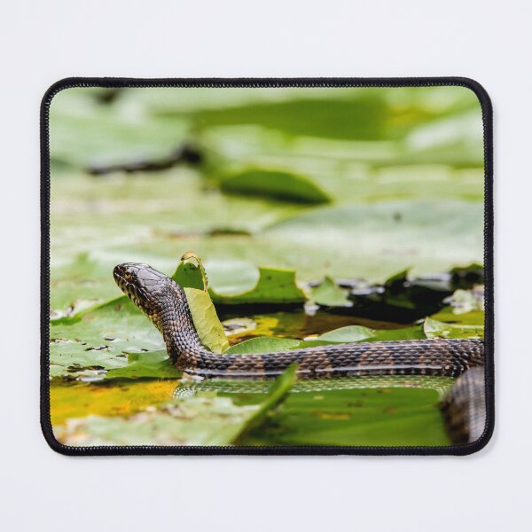 Item preview, Water snake on lily pads designed and sold by KRFNatureGifts.