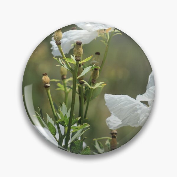 Item preview, Coulter's Matilija Poppy at Madrona Marsh designed and sold by Scenic West - Photos by Angel.