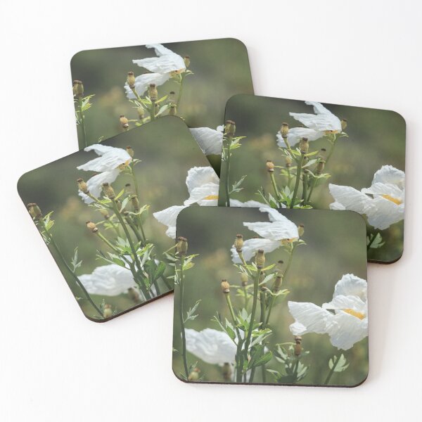 Item preview, Coulter's Matilija Poppy at Madrona Marsh designed and sold by Scenic West - Photos by Angel.
