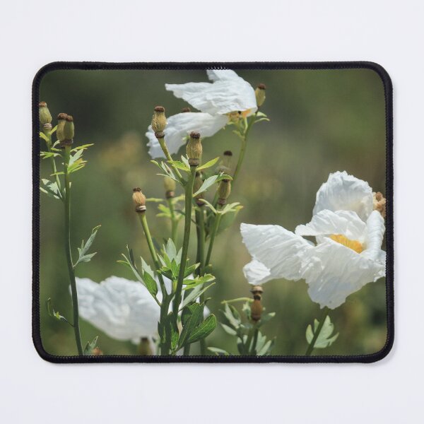 Item preview, Coulter's Matilija Poppy at Madrona Marsh designed and sold by Scenic West - Photos by Angel.