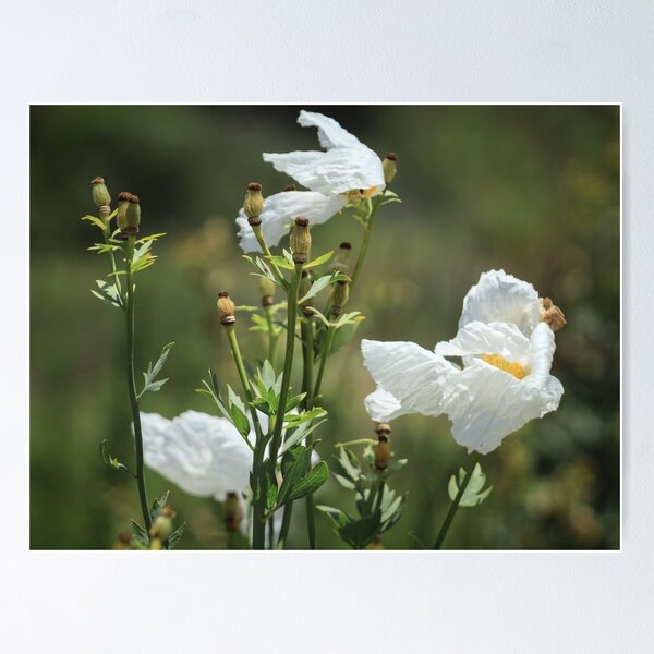 Item preview, Coulter's Matilija Poppy at Madrona Marsh designed and sold by Scenic West - Photos by Angel.