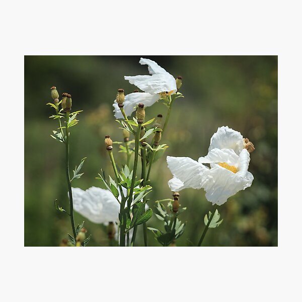 Item preview, Coulter's Matilija Poppy at Madrona Marsh designed and sold by Scenic West - Photos by Angel.