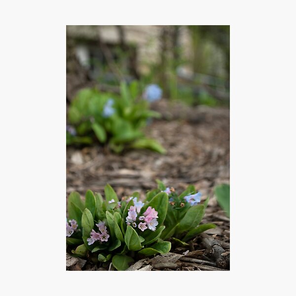 Wildflowers Photographic Print