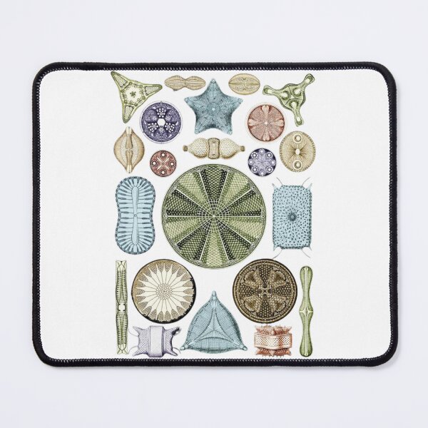 Item preview, Phylum Foraminifera designed and sold by PatronesKawai.