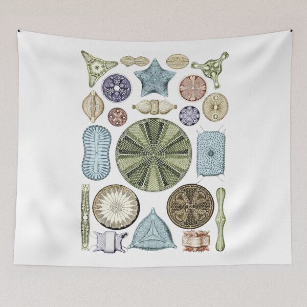 Item preview, Phylum Foraminifera designed and sold by PatronesKawai.