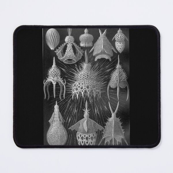 Item preview, Phylum Cnidaria designed and sold by PatronesKawai.