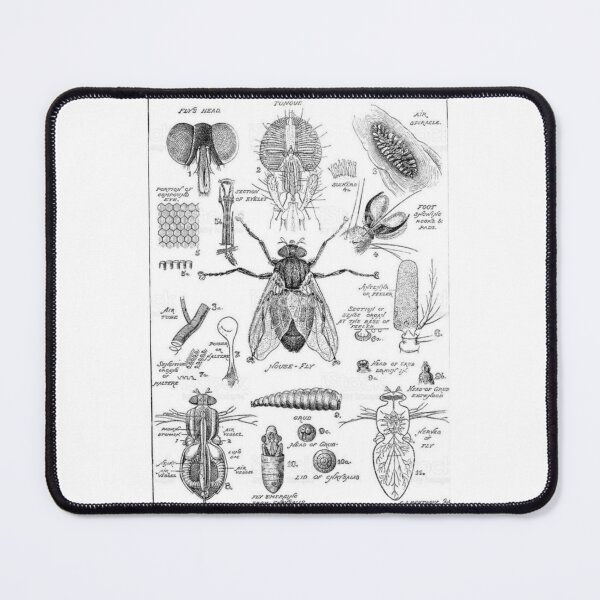 Item preview, Order Diptera designed and sold by PatronesKawai.