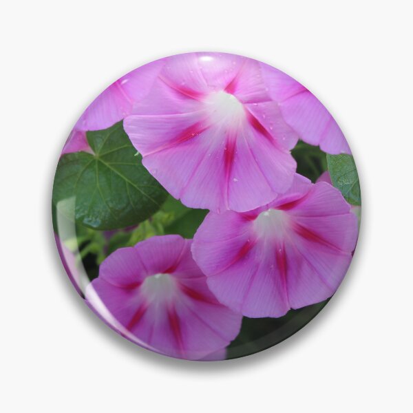 Item preview, Morning glory flowers designed and sold by McFleur's Lens.