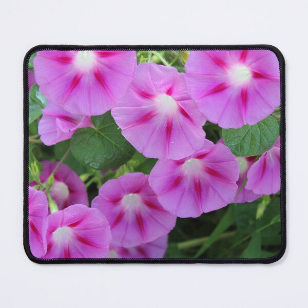 Item preview, Morning glory flowers designed and sold by McFleur's Lens.