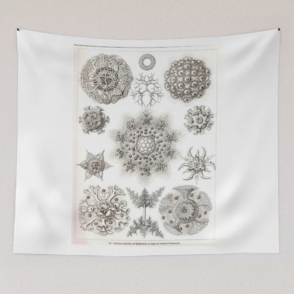 Item preview, Order Radiolaria designed and sold by PatronesKawai.