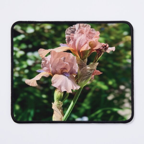Item preview, Satin Irises designed and sold by Angela Fazio.