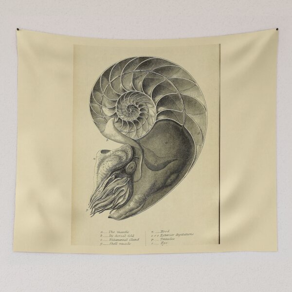 Item preview, Order Nautilida designed and sold by PatronesKawai.