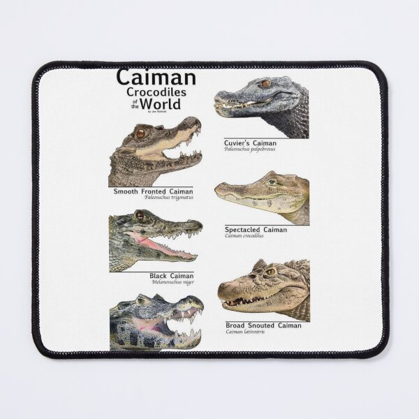 Item preview, Order Crocodilians designed and sold by PatronesKawai.