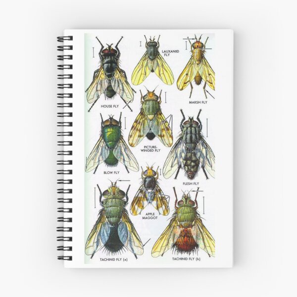 Item preview, Order Diptera designed and sold by PatronesKawai.