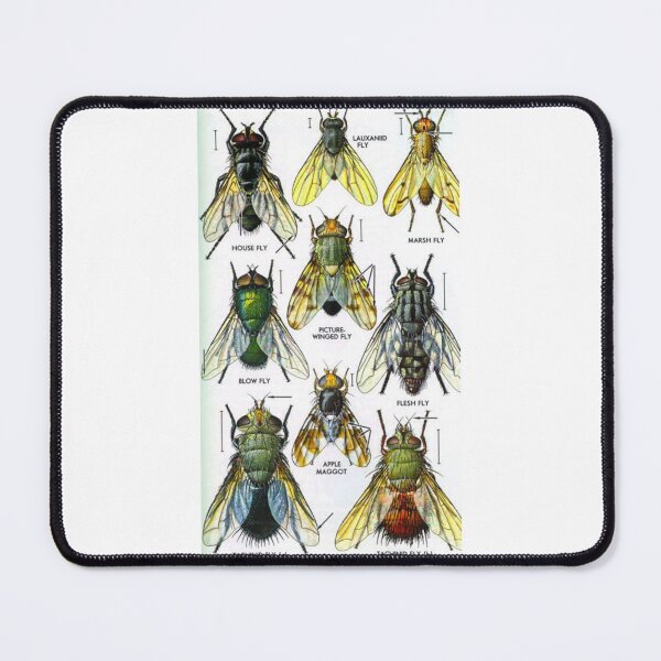 Item preview, Order Diptera designed and sold by PatronesKawai.
