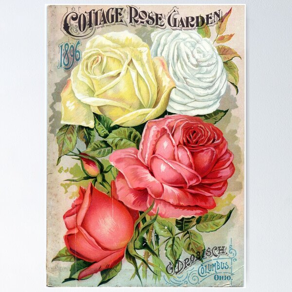 Item preview, Vintage Watercolor Cottage Rose Seed Packet (1896) | D.M. Ferry Co. Advertisement | Floral Art Print designed and sold by NiobesSkein.