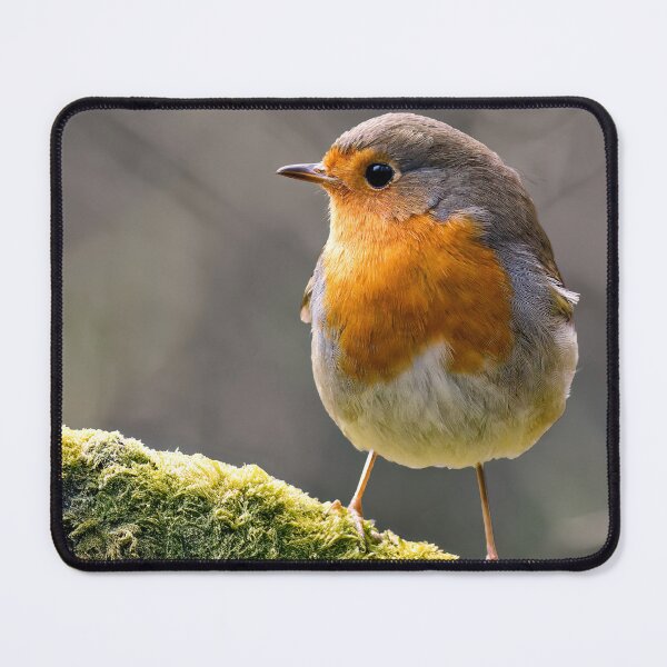 Item preview, Robin Redbreast designed and sold by Tom McPherson Photography.