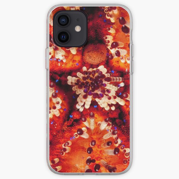 Magnificent Fire Urchin, Wakatobi National Park, Indonesia iPhone Soft Case