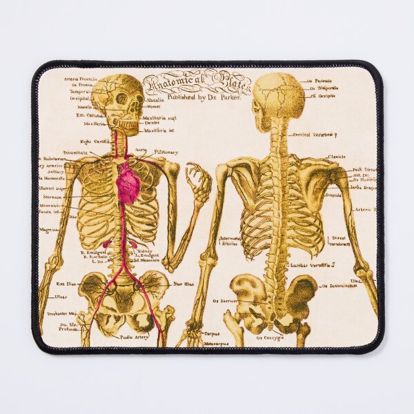 Item preview, Anatomical Skeleton Plate Lithograph designed and sold by MAGGDDigital.