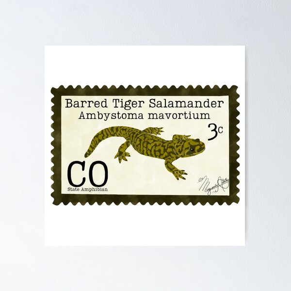 Item preview, Barred Tiger Salamander: Colorado State Amphibian designed and sold by Marguerite Artistry.
