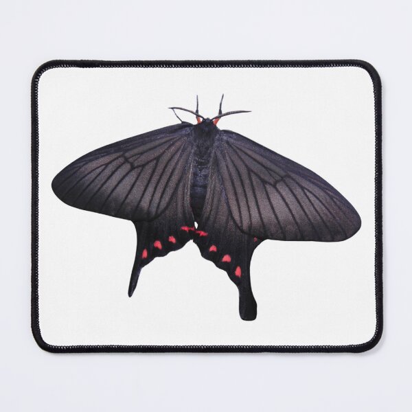 Item preview, Mock Swallowtail Moth: Epicopeia hainesii designed and sold by Entomologist.