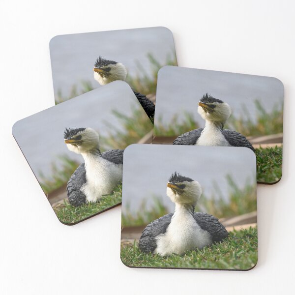 Item preview, Little Pied Cormorant Posing designed and sold by Jan Fijolek.