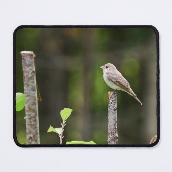 Item preview, Hunting spot. Spotted Flycatcher designed and sold by Jouko Lehto Photography.