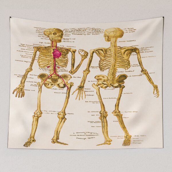 Item preview, Anatomical Skeleton Plate Lithograph designed and sold by MAGGDDigital.
