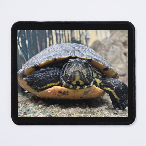 Item preview, Turtle designed and sold by WorldOfVolt.
