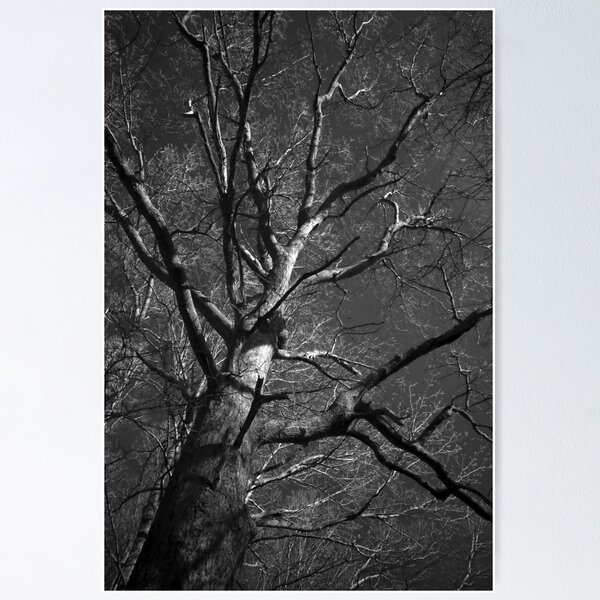 Item preview, This old tree! designed and sold by Jason  Burris.