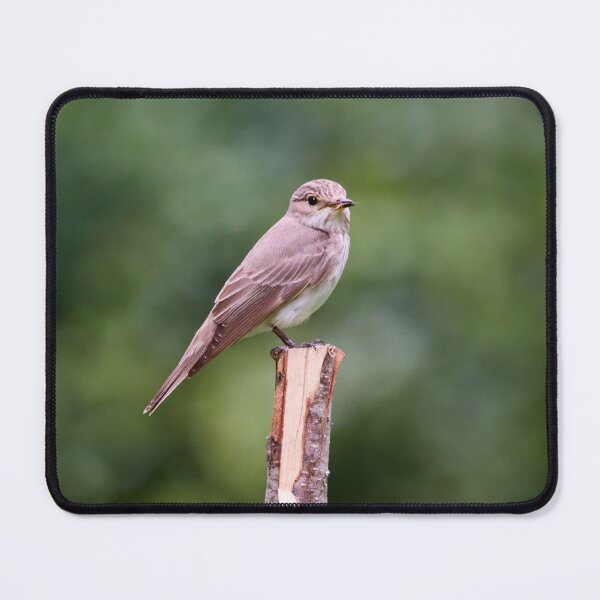 Item preview, Full mouth. Spotted Flycatcher designed and sold by Jouko Lehto Photography.