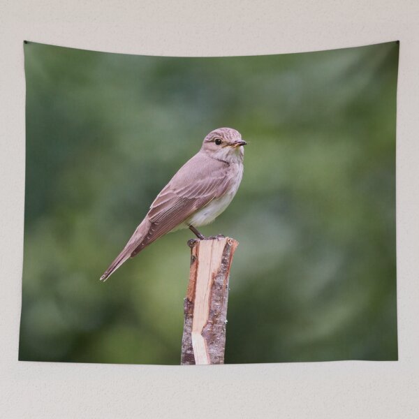 Item preview, Full mouth. Spotted Flycatcher designed and sold by Jouko Lehto Photography.