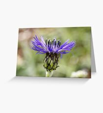 What Is It? Greeting Card