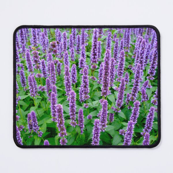 Item preview, Purple Anise Hyssop designed and sold by Nigel R Bell Photography.